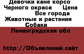 Девочки кане корсо. Черного окраса.  › Цена ­ 65 000 - Все города Животные и растения » Собаки   . Ленинградская обл.